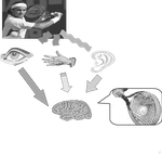 Temporal calibration between the visual, auditory, and tactile senses: A psychophysical approach