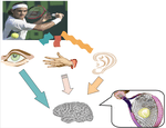 The Consistency of Crossmodal Synchrony Perception Across the Visual, Auditory, and Tactile Senses